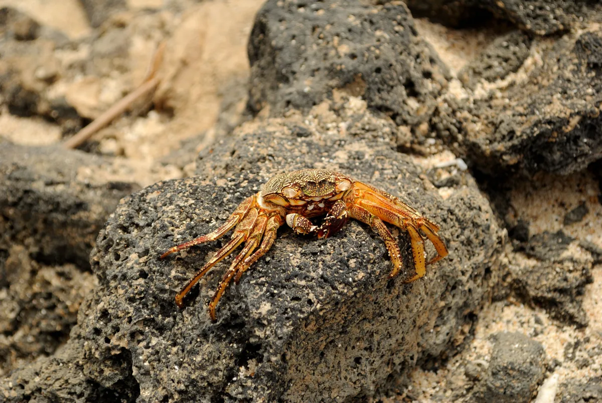 An empty moulted crab shell on the beach