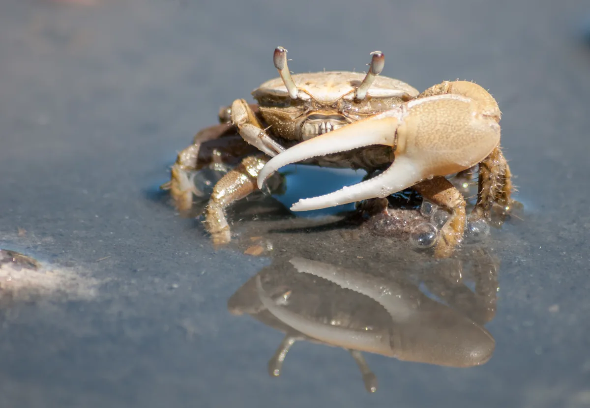 A fiddler crab on wet sand, its enlarged claw raised.
